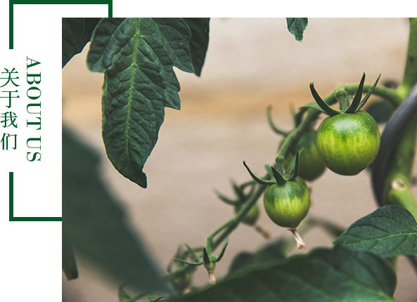 手機(jī)官網(wǎng)